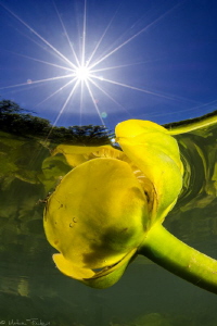 Nuphar lutea - Lez river, France) by Mathieu Foulquié 
